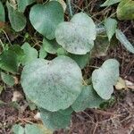 Cissampelos pareira Leaf