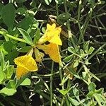 Lotus pedunculatus Flower