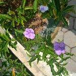 Brunfelsia pauciflora Çiçek