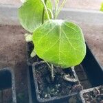 Solanum melongena ഇല