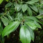 Illicium lanceolatum Frunză