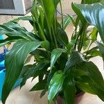 Spathiphyllum floribundum Φύλλο