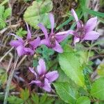 Cyclamen purpurascensÕis