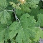 Macleaya cordataЛист