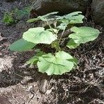 Pericallis murrayi Агульны выгляд