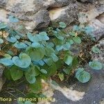 Dioscorea chouardii Habit