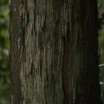 Chaetocarpus schomburgkianus Corteza