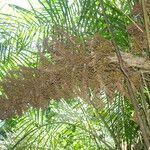 Raphia hookeri Fruto