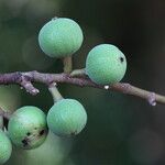 Ficus sur Fruto
