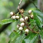 Aphloia theiformis Fruit