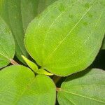 Miconia granatensis Leaf