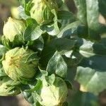 Abutilon theophrasti Blomst