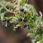 Rubia fruticosa Fruto