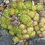 Sempervivum globiferum Leaf