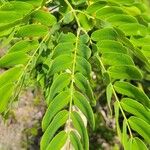 Albizia lebbeck Leaf