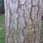 Pinus nigra Bark