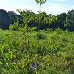 Cordia alliodora Habitus