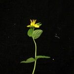 Hypericum himalaicum موطن