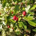 Crataegus laevigataFruchs