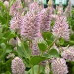 Ptilotus extenuatus Flor