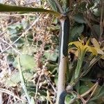 Lactuca viminea Bark