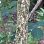 Staphylea trifolia Bark