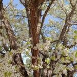 Pyrus calleryana Corteza