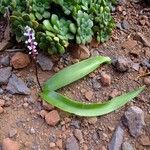 Scilla haemorrhoidalis Other