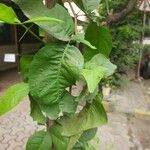 Aegle marmelos Hoja