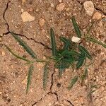 Chamaecrista mimosoides Hoja