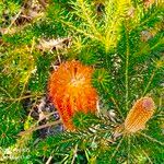 Banksia ericifolia Plod