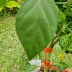 Capsicum chinense Hoja