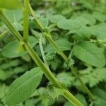 Vicia dumetorum Blad