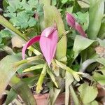 Billbergia distachia Кветка