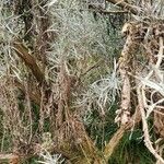 Artemisia cana बार्क (छाल)