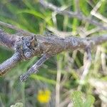 Quercus pubescens बार्क (छाल)