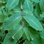 Lonicera nigra Fruit