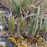 Elaphoglossum mathewsii Natur