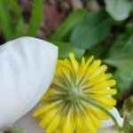 Crepis micrantha Fleur