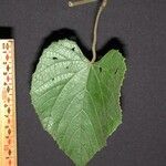 Vitis tiliifolia Ďalší