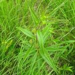 Asclepias hirtella Lapas