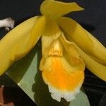 Prosthechea citrina Flower