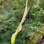 Dracunculus canariensis 花
