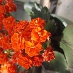 Kalanchoe blossfeldianaÇiçek