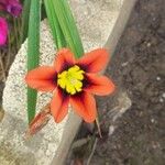 Sparaxis tricolor Kvet