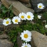 Leucanthemopsis alpina その他の提案