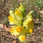 Linaria vulgarisBlodyn