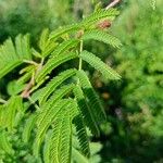 Vachellia farnesiana Yaprak