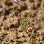 Spergularia echinosperma Habitus