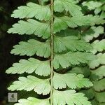 Asplenium yoshinagaeLeaf